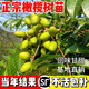 潮汕青橄欖苗甜種橄欖嫁接苗三棱橄欖烏橄欖水果樹(shù)苗帶土帶葉 甜種青橄欖2年苗 40cm(含)-50cm(不含)
