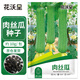 花沃里肉絲瓜種子約10g/包 香絲瓜蔬菜種子四季菜籽陽(yáng)臺盆栽庭院田間種