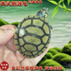 黃頭側頸龜忍者神龜深水龜寵物龜圓澳側頸龜活體小烏龜熱帶魚(yú)缸龜 4-5CM黃頭側頸龜 全品忍者神龜帶證