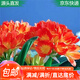 萌肉居君子蘭盆栽花卉植物綠植桌面盆景植物君子蘭小苗原盆土源頭直發(fā)