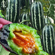 大禹博洋九號(hào)甜瓜種子蜜瓜香瓜酥瓜籽正品 正宗博洋9號(hào)甜瓜種子10粒香瓜籽