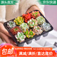 急兔12棵帶穴盤多肉不重復(fù)精品多肉組合DIY綠植肉肉盆栽花卉源頭直發(fā)