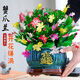 沭之美蟹爪蘭盆栽綠植盆栽植物 180#精品蟹爪蘭混色+1加侖盆 源頭直發(fā)