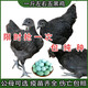 一斤純種五黑雞高產(chǎn)綠殼蛋黑烏骨雞活苗小雞幼苗活的半大散養(yǎng)烏雞 一斤左右五黑雞 6只裝(5母1公)