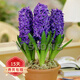 歐悟 進(jìn)口帶芽風(fēng)信子種球 室內(nèi)盆栽花卉綠植耐寒易活植物水培花卉球根 藍(lán)珍珠 單顆種球 單顆種球不含盆