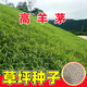 蓿蕾草坪草籽四季常青護(hù)坡綠化高羊茅黑麥草狗牙根馬尼拉矮速生草種子 