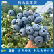 磊運特大果高產(chǎn)藍莓苗帶土發(fā)貨藍莓樹(shù)苗南方北方種植盆栽地栽當年結果 夏普藍莓4年苗（當年結果）