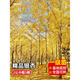 歐悟金葉銀杏樹(shù)活苗室外樹(shù)苗大樹(shù)庭院風(fēng)景樹(shù)大型行道園林綠化工程苗木 基地直銷精品銀杏2公分粗5顆 不含盆