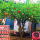墨耘蒼石榴樹(shù)樹(shù)苖突尼斯軟子庭院果樹(shù)盆栽南方北方種植特大無(wú)子石榴樹(shù)苖 石榴（4公分粗度）