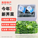 盛世可喜 速凍薺薺菜 冷凍新鮮野菜云吞包子餛飩餡餃子河南南陽特產(chǎn) 2斤裝【當(dāng)月現(xiàn)挖菜】