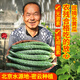 密農(nóng)人家農(nóng)家長黃瓜 綠黃瓜 新鮮蔬菜 黃瓜味濃帶刺青瓜 生吃拌菜黃瓜500g 脆玉長黃瓜500g