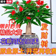 新品開花發(fā)財樹盆栽室內(nèi)好養(yǎng)易活花卉植物客廳辦公室綠植四季開花 紅顏【四季長青 驅(qū)蚊好養(yǎng)】 送肥料+盆