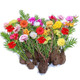 太陽(yáng)花苗盆栽重瓣帶根帶花苞四季開(kāi)花卉植物大葉馬陽(yáng)臺小盆栽 30棵8-10色（顏色隨機） 原土