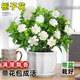 梔子花盆栽帶花苞樹(shù)苗植物辦公室內陽(yáng)臺桌面花卉四季開(kāi)花好養綠植 【多分支大苗】精品梔子花+白幾何陶瓷盆【帶盆栽好】 帶盆栽好