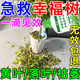 幸福樹專用營養(yǎng)液肥料急救落葉干枯發(fā)黃黑斑病促新芽猛生根急救藥 買2送1【一次見效，不用第二次】