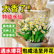京悠雨德國品質(zhì)漳州水仙花種球風(fēng)信子郁金香洋水仙盆栽水養花卉冬季室內 【特惠】水仙中大球3個(gè)【周長(cháng)12-14cm】+2包 20-22cm