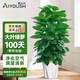 愛優(yōu)尚大葉綠蘿柱盆栽客廳大型綠植辦公室內(nèi)除甲醛凈化空氣綠籮源頭直發(fā)