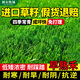 斡爾牧場進口早熟禾草坪草籽矮生四季青種子庭院別墅耐寒耐旱耐踐踏草種子