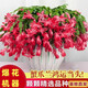 沭之美蟹爪蘭盆栽綠植盆栽植物 180#精品蟹爪蘭紅色+1加侖盆 源頭直發(fā)