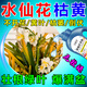 水仙花營(yíng)養液水培矮壯素防黃葉爛根枯萎不開(kāi)花肥料綠植專(zhuān)用殺菌劑 單瓶裝【濃縮營(yíng)養液】500ml/瓶