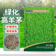 貝意品高羊茅草籽耐寒草坪種子四季青護(hù)坡綠化黑麥草早熟禾耐踐踏庭院