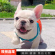 伊寵法斗幼犬純種法國斗牛犬寵物狗狗活體小狗活物 寵物級 公
