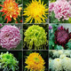 森越大菊花苗9.8元10棵四季開花食用菊花盆栽室內(nèi)外陽臺庭院觀花植物 混色搭配10棵 裸根不帶土