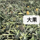 中山特產神灣菠蘿非鳳梨香甜可口免泡鹽水富含維生素C 含箱3-3.6斤大果2-3個