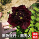 鑫意牡丹花苗正宗洛陽(yáng)牡丹花樹(shù)苗盆栽大苗牡丹苗花種四季重瓣花卉花籽 黑牡丹 牡丹苗2-3分叉+肥料