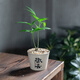 京云夢竹柏平安竹室養(yǎng)植物辦公室微型微觀迷你小盆栽竹柏歡喜盆源頭直發(fā)