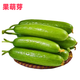 京地達(dá)山東水果小黃瓜  凈重5斤 單果120g+ 現(xiàn)摘新鮮蔬菜源頭直發(fā)包郵