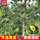 牛油果新品桂墾大3號(hào)牛油果大果牛油果南方陽(yáng)臺(tái)庭院盆栽地栽樹(shù)苗 哈斯牛油果 (帶土帶葉發(fā)貨) 嫁接兩年苗