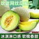 甜果源源  網(wǎng)紋蜜瓜新鮮水果當(dāng)季冰淇淋哈密瓜玫瓏海陽蜜瓜甜瓜包郵 凈重8.5-9斤【超值實惠】 【一藤一瓜】