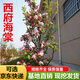 高桿西湖海棠樹(shù)苗海棠苗海棠小苗庭院綠化苗木盆栽樹(shù)苗地載南方北方種植樹(shù)苗 西湖海棠 3公分粗