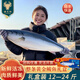 綠之邦（Luzhibang） 鲅魚禮盒海鮮魚類生鮮海魚片年貨海鮮大鲅魚整條深海水產品送禮 黃金鲅魚禮盒A 凈重6-7.9公斤
