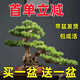 花盆空氣入戶(hù)迎客松辦公桌美觀(guān)真樹(shù)羅漢真盆景凈化盆栽景觀(guān)松樹(shù) 13年苗【買(mǎi)一送一】+肥+育苗盆