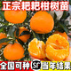 正宗四川春見耙耙柑樹苗丑橘杷杷柑種植粑粑柑樹苗盆栽橘子樹果苗 春見粑粑柑 三年苗