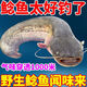 谷道香鯰魚(yú)專(zhuān)用餌料濃腥鯰魚(yú)胡子鯰誘餌誘食劑野釣窩料飼料鯰魚(yú)小藥 一瓶裝【千里無(wú)鯰魚(yú)】