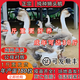 一斤純種獅頭鵝正宗特大獅頭鵝活苗潮汕獅子頭鵝苗灰獅頭鵝脫溫苗 純種灰獅頭鵝苗 每只0.8-1斤4只（3母1公）