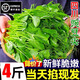 四川新鮮豌豆尖4斤順豐包郵現(xiàn)摘蔬菜豌豆苗碗豆菜火鍋露天龍須菜 4斤