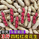 2024新貨四粒紅皮花生新鮮帶殼花生米東北特產(chǎn)原味新鮮曬干生花生 3斤
