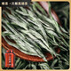 唯茶臻品正宗信陽(yáng)頭采毛尖手工綠茶明前特級2025新茶嫩芽高山云霧送禮罐裝 500g