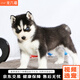 寵六福純種哈士奇幼犬寵物狗狗活體小狗活物幼崽西伯利亞雪橇犬 寵物級 A級 公