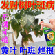 發(fā)財(cái)樹葉斑病專用藥殺菌劑治葉子發(fā)黃枯掉葉爛根植物營養(yǎng)液肥料 發(fā)財(cái)樹殺菌劑【1瓶裝】