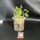 卉雙學生幼兒園科學觀察水培植物豆子種子植物角生長兒 水培花生