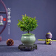 佰花錦小葉赤楠帶花盆植物辦公室內(nèi)四季常青客廳綠植盆栽茶臺(tái)桌面擺件 小葉赤楠+陶瓷墨綠盆+接水底座+苔蘚鋪面 10-20cm