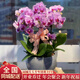 植伴蝴蝶蘭盆栽喬遷開業(yè)商務(wù)慶典鮮花速遞同城室內(nèi)植物花卉上海配送花 _萬事如意--6株蝴蝶蘭盆栽（花盆類似）