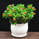創(chuàng)京鑫選德國品質(zhì)四季金魚花吊蘭盆栽室內(nèi)綠植花卉多肉植物綠蘿不支持退換 金魚吊蘭大白陶瓷盆 含盆