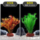 FKSC魚(yú)缸水草植物直接入缸天然火山石真草造景擺件新手陰性草凈水綠植 紅松尾+狐尾草【入缸成景】