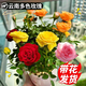 多色玫瑰花盆栽帶花苞樹苗月季特大花樹四季開花花卉室內(nèi)陽臺綠植 帶花壯苗5盆  混色更多180#云南混色玫瑰盆栽